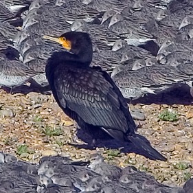 Identity - lone Cormorant
